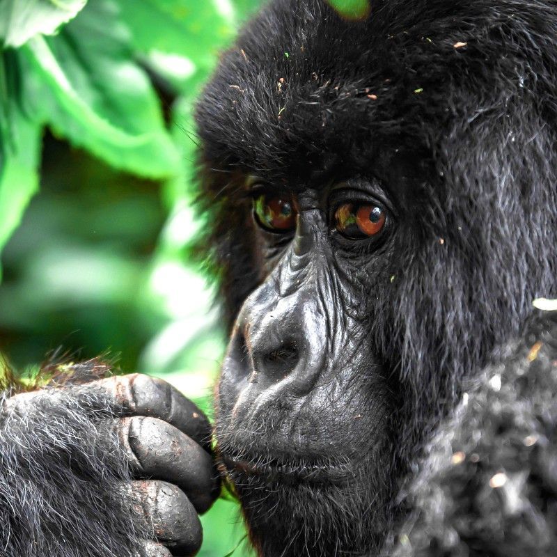 Encounter the gentle power of a mountain gorilla in Rwanda’s Volcanoes National Park, one of the last strongholds of these critically endangered great apes. This evocative image captures the gorilla framed by misty bamboo forest, its expressive eyes and calm presence offering a profound reminder of the intimacy and emotion found in the wild. Trekking through the volcanic slopes of the Virunga Massif provides an ethical, up-close experience with habituated gorilla families in their natural habitat.
Inspiration Africa designs tailor-made gorilla trekking journeys to Volcanoes National Park, creating unforgettable encounters with Rwanda’s iconic mountain gorillas.
