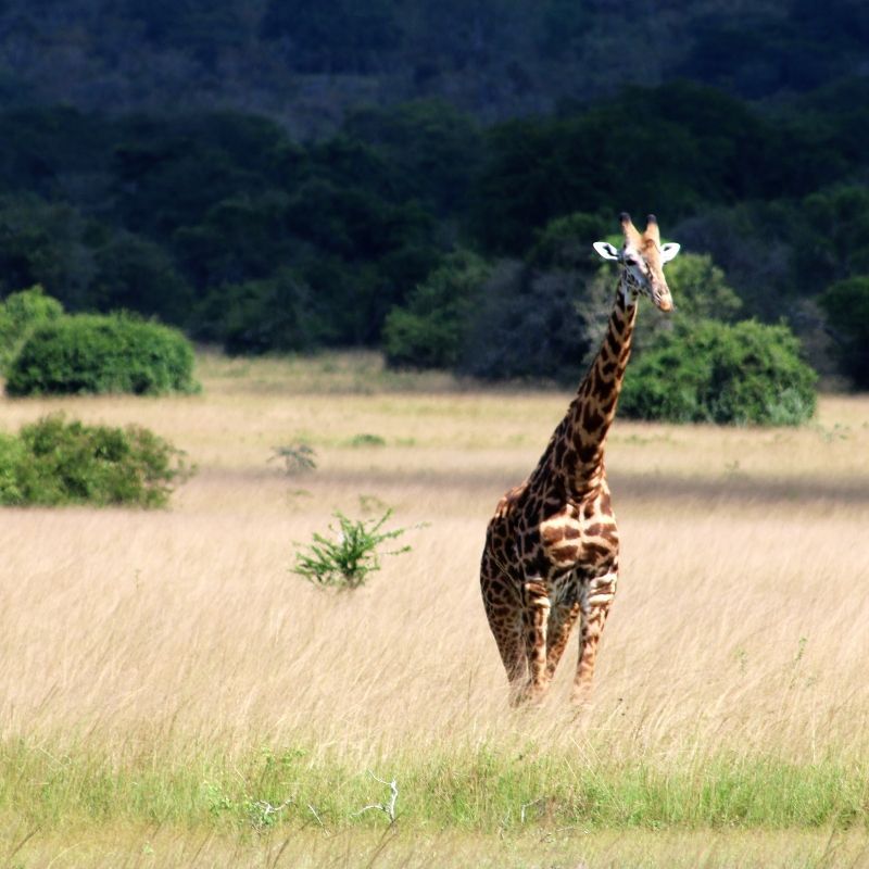 Rwanda offers a remarkable setting for wildlife photography, with its diverse ecosystems and iconic species.