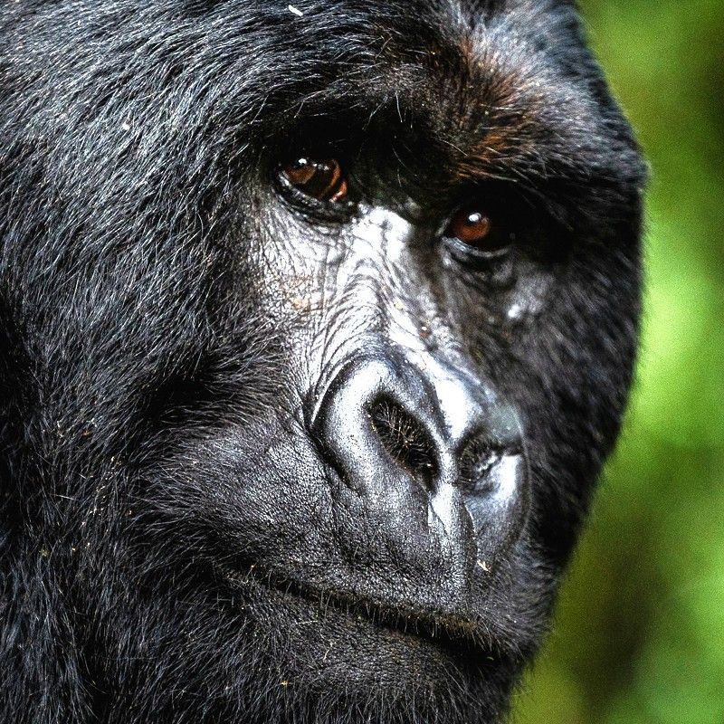 A striking portrait of a mountain gorilla is captured in Volcanoes National Park, Rwanda, showcasing the intelligence, strength, and gentle presence of one of Africa’s most iconic and endangered species. Set against the lush, misty highland forest, the gorilla’s expressive eyes and textured fur reveal a profound connection to its natural habitat. Volcanoes National Park is world-renowned for immersive gorilla trekking experiences, allowing travelers to observe these magnificent primates up close while supporting vital conservation efforts. Ideal for wildlife photographers, nature enthusiasts, and adventure travelers, this scene embodies the intimacy, beauty, and wonder of Rwanda’s extraordinary wildlife. Inspiration Africa specializes in bespoke, tailor-made journeys to Rwanda and across Africa, crafting authentic, immersive wildlife experiences in remarkable destinations.
