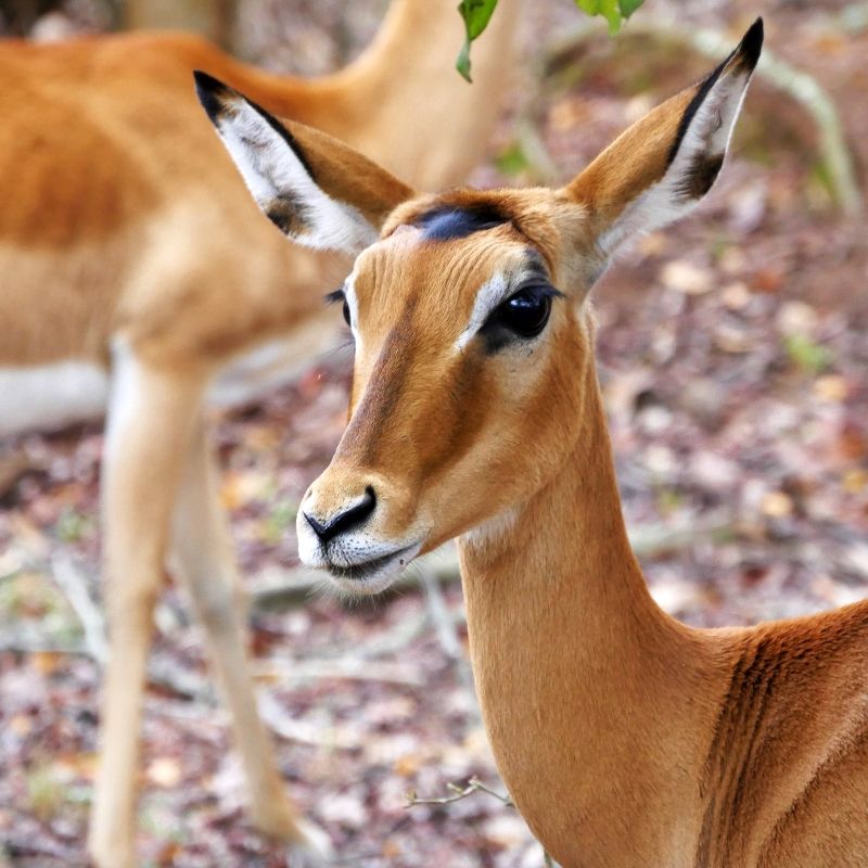 Rwanda offers diverse wildlife safari experiences, with Akagera National Park being the prime location for exploring savannah landscapes. The park is home to a variety of wildlife. Among the most elegant inhabitants of Akagera are the impalas, known for their agility and sleek movements.
