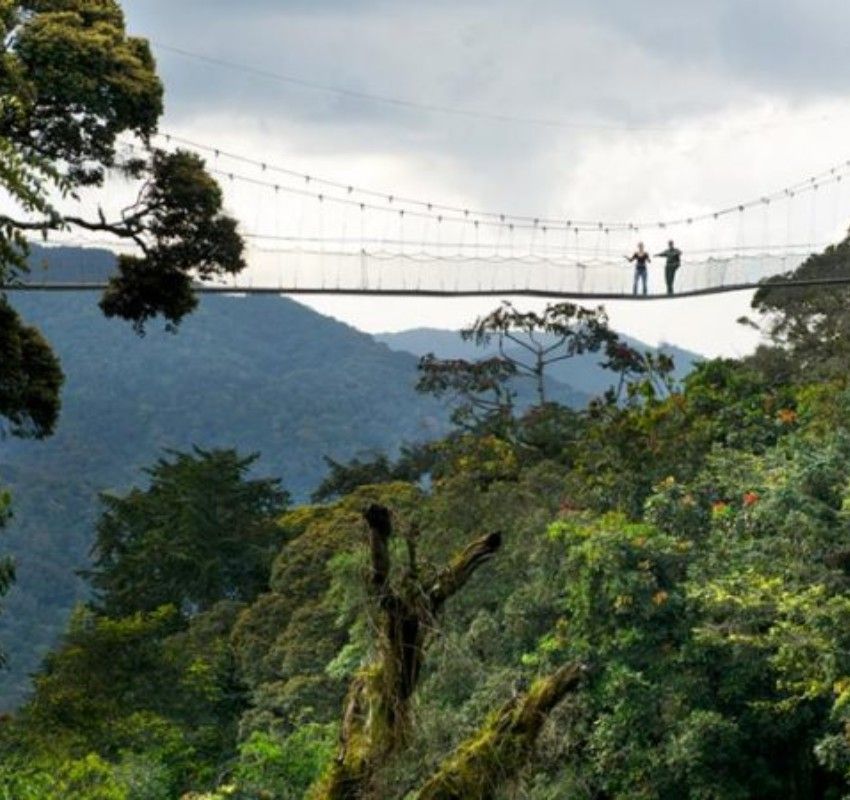 Rwanda offers diverse hiking and trekking experiences, from climbing volcanic peaks in Volcanoes National Park to rainforest trails in Nyungwe Forest. Treks range from gorilla tracking adventures to canopy walks and scenic countryside hikes.