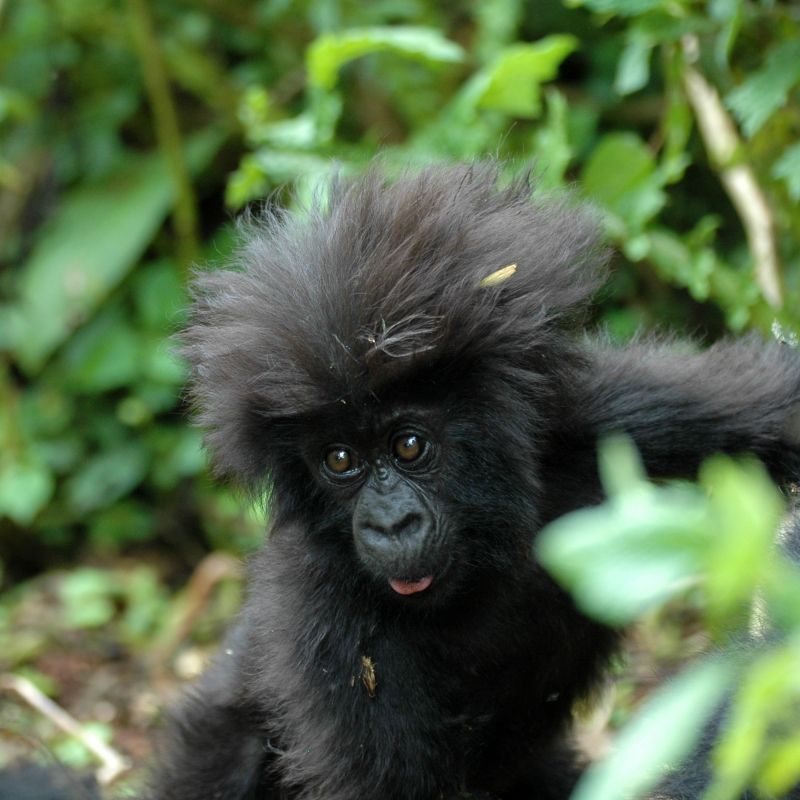 Baby gorilla in the forest at the foot of the volcanoes in the Virunga National Park.