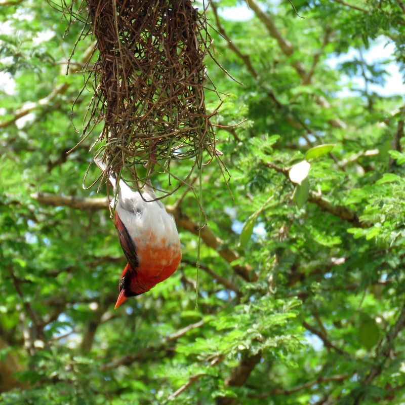 Rwanda is a prime destination for birding, offering over 700 recorded bird species across its diverse habitats. The country’s compact size and well-preserved ecosystems make it accessible for birdwatchers to explore a variety of environments.