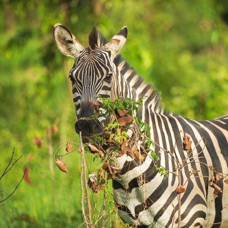 Gaze upon a memorable encounter with a zebra during a walking safari in Rwanda’s Akagera National Park. This striking photograph captures the bold black-and-white stripes of the zebra observed on foot, set against Akagera’s open savannah, rolling hills, and lakeside landscapes. Walking safaris offer a deeper, more immersive way to experience wildlife, allowing travelers to connect with the environment at ground level. Observing a zebra in its natural habitat highlights the success of Akagera’s conservation efforts. Inspiration Africa specializes in designing bespoke, tailor-made journeys that deliver authentic walking safaris and extraordinary wildlife encounters across Africa’s most remarkable destinations.
