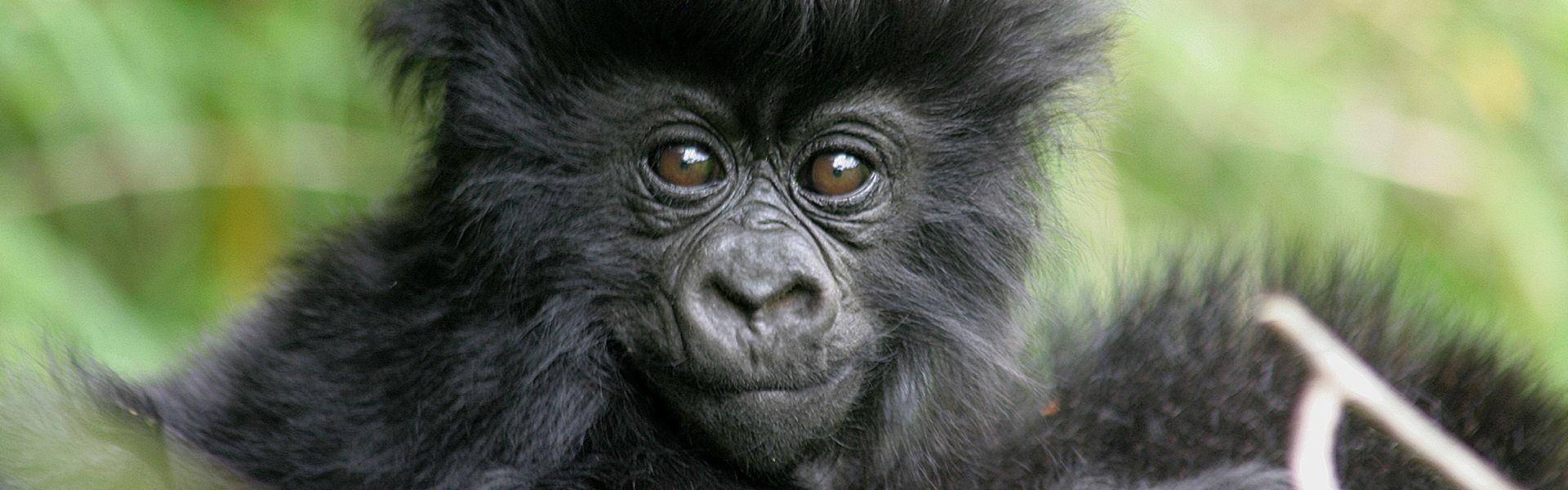 Rwanda is renowned as one of the best places in the world to observe mountain gorillas in their natural habitat. These incredible primates are found in the lush, mist-covered forests of Volcanoes National Park, located in the northwestern part of the country. The park, part of the larger Virunga Conservation Area, is home to several habituated gorilla families that can be visited on guided treks.