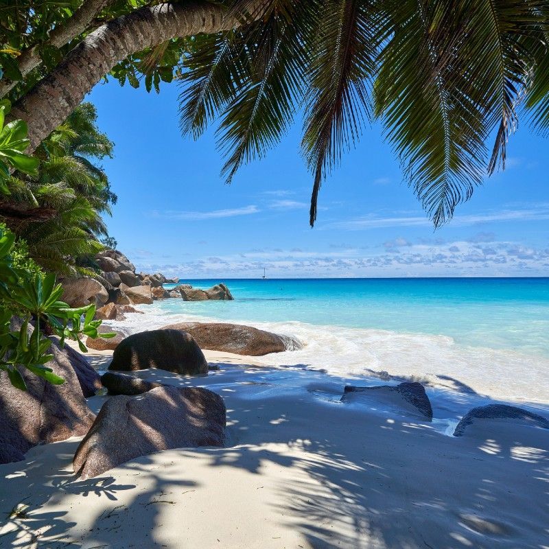 Praslin Island in the Seychelles offers pristine tropical beaches, where the dappled shade of palm trees creates a tranquil retreat along soft white sands, with turquoise waters gently lapping the shore.