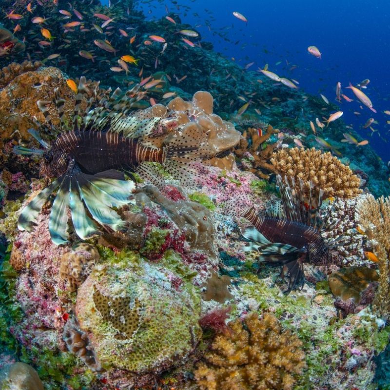 Diving in the Seychelles offers the chance to explore vibrant coral reefs and spot unique marine life, including the striking lionfish. Known for its bold colors and flowing fins, the lionfish is a favorite sight for divers. Found around islands like Mahé and Praslin, lionfish inhabit the reefs alongside other tropical species, adding a touch of exotic beauty to underwater scenes