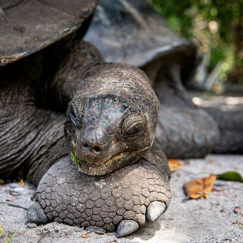 Curieuse Island in the Seychelles is renowned for its thriving population of giant tortoises, offering a unique turtle-watching experience. Located near Praslin, the island is a protected reserve where visitors can observe these majestic creatures in their natural habitat.