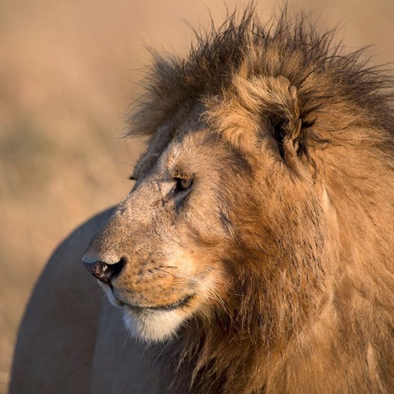 Visit Dinder National Park, Sudan’s largest wildlife reserve and spot mammals, birds, and other wildlife in a savannah setting near the Ethiopian border.