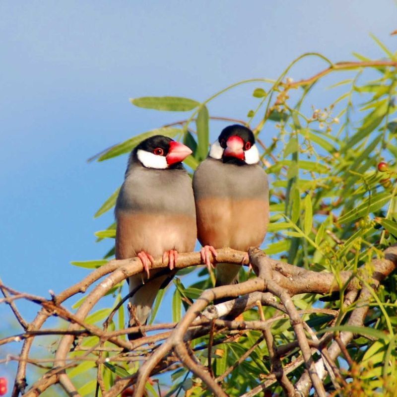 St. Helena offers excellent birdwatching opportunities, including sightings of the endemic St. Helena plover (wirebird), while its diverse habitats attract a variety of seabirds and migratory species for nature enthusiasts.