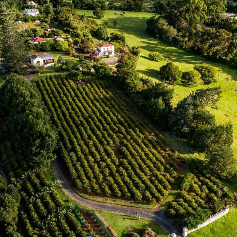 St. Helena offers coffee tours that showcase its locally grown, premium coffee. Visitors can explore plantations, learn about the cultivation process, and taste some of the island's distinctive and historically renowned coffee.