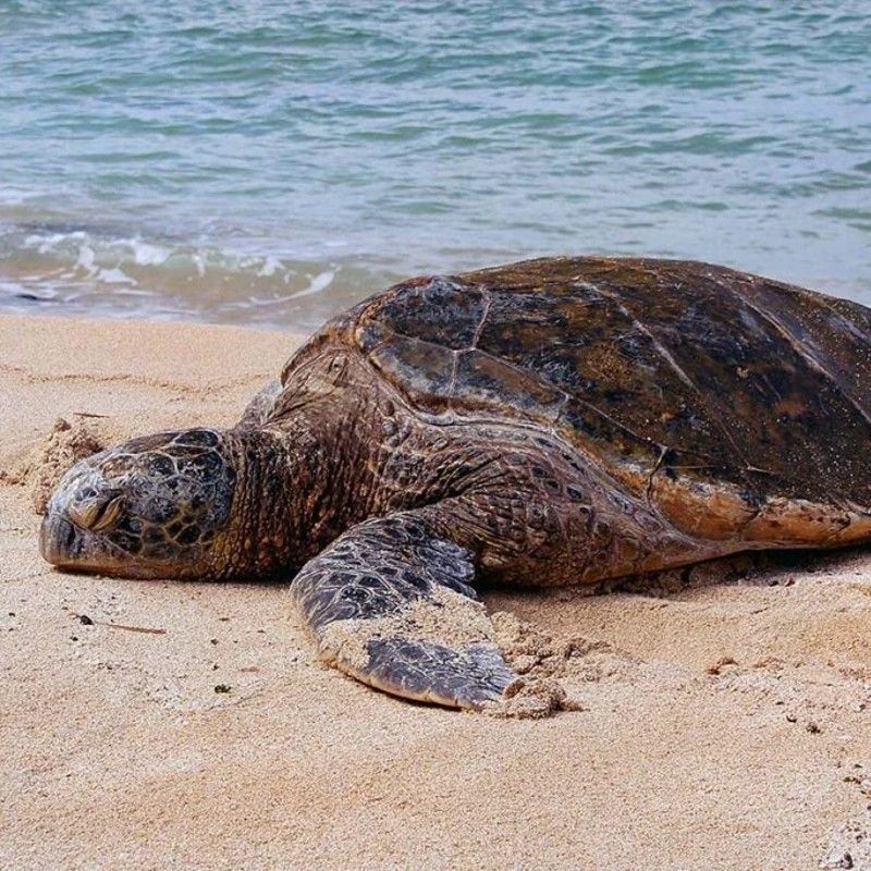 Praia Grande in São Tomé is a prime location for turtle watching, where visitors can witness endangered sea turtles nesting from November to February, guided by conservation experts who help protect these gentle creatures and their natural habitat.