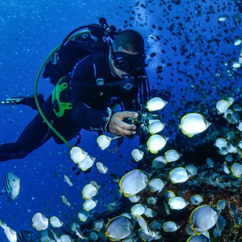 A scuba diver explores a vibrant coral reef surrounded by colorful butterflyfish in the clear waters of Saint Helena, captured in this captivating underwater travel photograph. The diver’s presence adds a sense of scale and adventure as schools of butterflyfish glide through the reef, highlighting the island’s unique and unspoiled marine ecosystem. Remote and rarely visited, Saint Helena offers exceptional diving with endemic species and pristine underwater landscapes shaped by its isolation in the South Atlantic Ocean. Ideal for divers, marine life enthusiasts, and underwater photographers, this scene reflects the wonder, diversity, and serenity of one of the world’s most secluded diving destinations. Inspiration Africa specializes in bespoke, tailor-made journeys to Saint Helena and across Africa, crafting immersive diving experiences and unforgettable encounters in extraordinary marine environments.