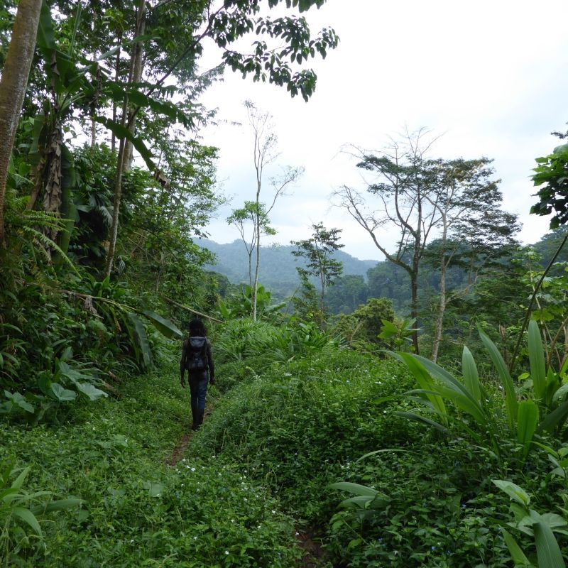 Hiking in São Tomé offers trails through lush rainforests, volcanic peaks, and scenic waterfalls, with routes leading to highlights like Pico São Tomé and Pico Cão Grande, providing adventurers with breathtaking views and diverse wildlife encounters along the way.