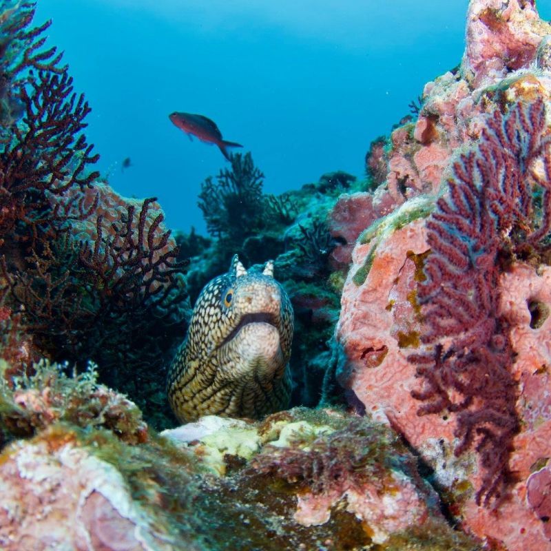 São Tomé’s snorkeling and diving spots reveal vibrant underwater landscapes, from coral reefs to volcanic rock formations teeming with colorful marine life, making sites like Lagoa Azul and Ilhéu das Rolas ideal for underwater exploration and photography.