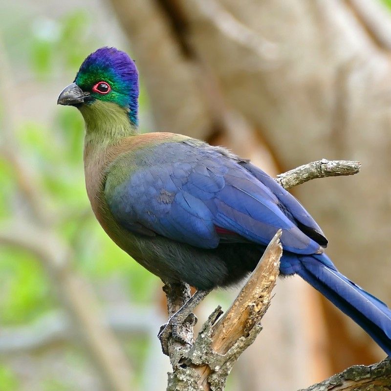 A striking purple-crested turaco perches among lush foliage, showcasing the vibrant birdlife that makes Eswatini a true birdwatcher’s paradise. With its diverse habitats and over 500 recorded species, Eswatini offers exceptional birdwatching opportunities for beginners and enthusiasts alike. Experience these unforgettable sightings with your expert DMC and local travel agent, Inspiration Africa