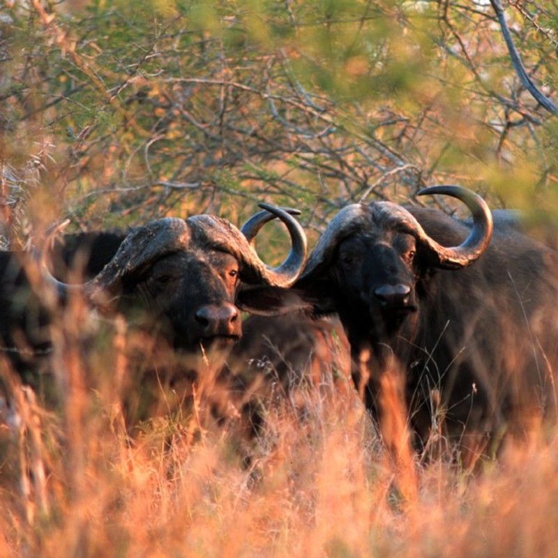 Two large buffalos stand proudly in the wild landscapes of Mkhaya Game Reserve, Eswatini—an authentic wildlife encounter showcasing the reserve’s rich biodiversity and untouched natural beauty. Experience these unforgettable wildlife moments with your expert DMC and local travel agent, Inspiration Africa.