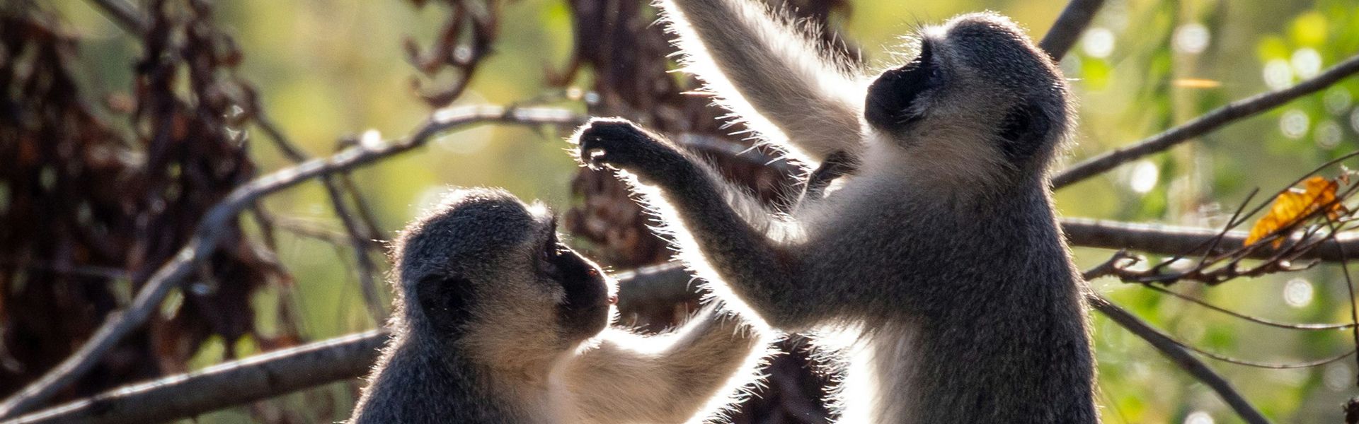 mall monkeys climb and play in the trees—an enchanting glimpse into the lively wildlife of Eswatini. This compact yet diverse kingdom offers scenic mountain landscapes, cultural festivals, and accessible wildlife experiences in reserves such as Mlilwane and Hlane. Eswatini blends authentic tradition with gentle adventure, from guided nature walks to community encounters. We specialize in designing bespoke, tailor-made journeys that combine extraordinary perspectives with Africa’s most remarkable destinations, delivering immersive nature and wildlife experiences at every turn.
![Image](https://www.wildlifeworldwide.com/images/galleries/africa_south_africa_mlilwane_gallery_cape_vervet_monkey.jpg)
![Image](https://images.openai.com/static-rsc-3/hi6Fj84OMr4z8ZgiP-ud7MNvvVzaYW6XlnE6IpxBt_AgZGPyCw2Rra7iZOGFHiMDqF_IBO_QYlEyvNOFZ3SWTvE1Lh8LVhHP0TEbAnpbM18?purpose=fullsize\&v=1)
Small monkeys climb and play in the trees—an enchanting glimpse into the lively wildlife of **Eswatini**. This compact yet diverse kingdom offers scenic mountain landscapes, cultural festivals, and accessible wildlife experiences in reserves such as Mlilwane and Hlane. Eswatini blends authentic tradition with gentle adventure, from guided nature walks to community encounters. We specialize in designing bespoke, tailor-made journeys that combine extraordinary perspectives with Africa’s most remarkable destinations, delivering immersive nature and wildlife experiences at every turn.
