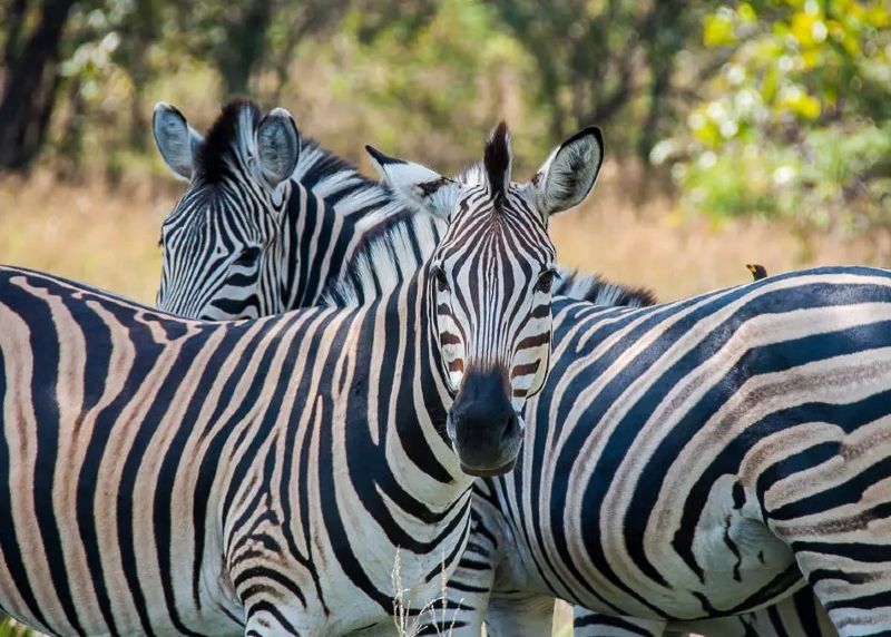 Two zebras staring at the cameras hiding in the grasslands of Fazao-Malfakassa National Park highlights the surprising wildlife diversity in Togo’s largest protected area. Nestled between forested hills and open savanna, the park is a haven for antelopes, monkeys, and birdlife. Inspiration Africa offers expertly planned travel to Fazao-Malfakassa, including guided wildlife walks and nature-based experiences tailored to your interests. Whether you’re seeking quiet encounters with nature or active exploration, our journeys reveal a lesser-known side of West Africa. Explore Togo’s wild side with Inspiration Africa – specialists in authentic, off-the-beaten-path African travel.