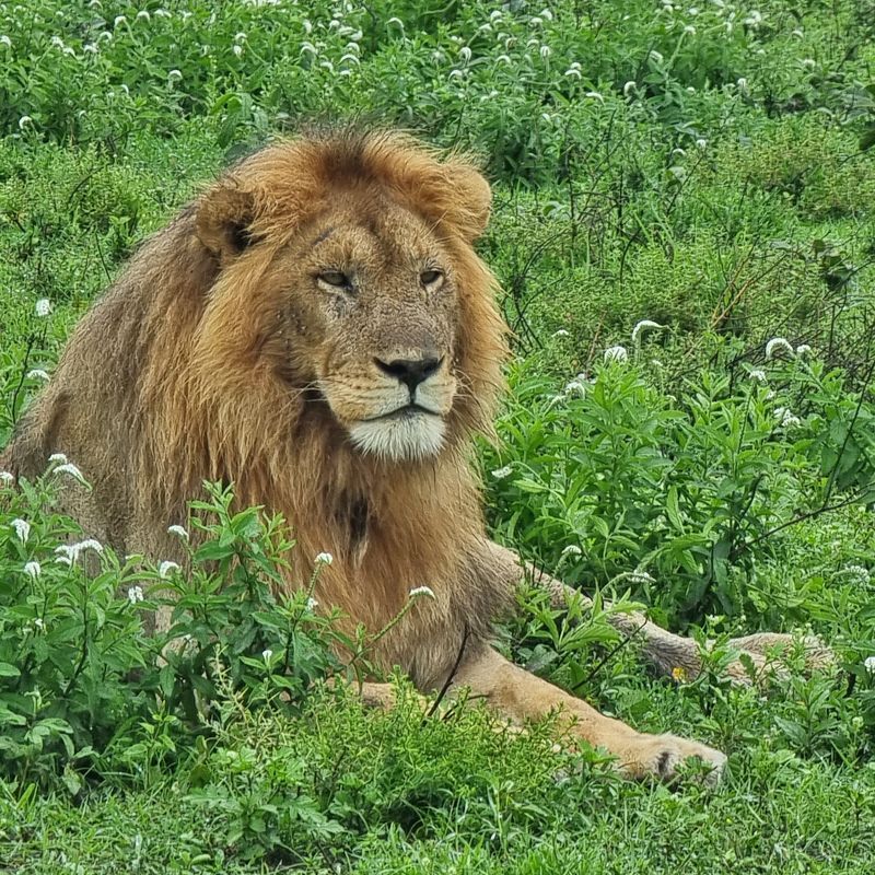 Experience the majesty of Africa’s wildlife with this striking image of a lion in the Serengeti. The photo captures the powerful presence and regal gaze of the king of the savannah, set against the golden grasses and expansive horizons of one of the world’s most iconic ecosystems. Observing a lion in its natural habitat offers a rare glimpse into its strength, grace, and social dynamics, embodying the timeless drama of life on the Serengeti plains.
Inspiration Africa designs tailor-made journeys to Tanzania, providing travellers with the chance to witness lions and other remarkable wildlife up close, explore the breathtaking landscapes of the Serengeti, and experience the unparalleled beauty and diversity of Africa’s celebrated wilderness.
