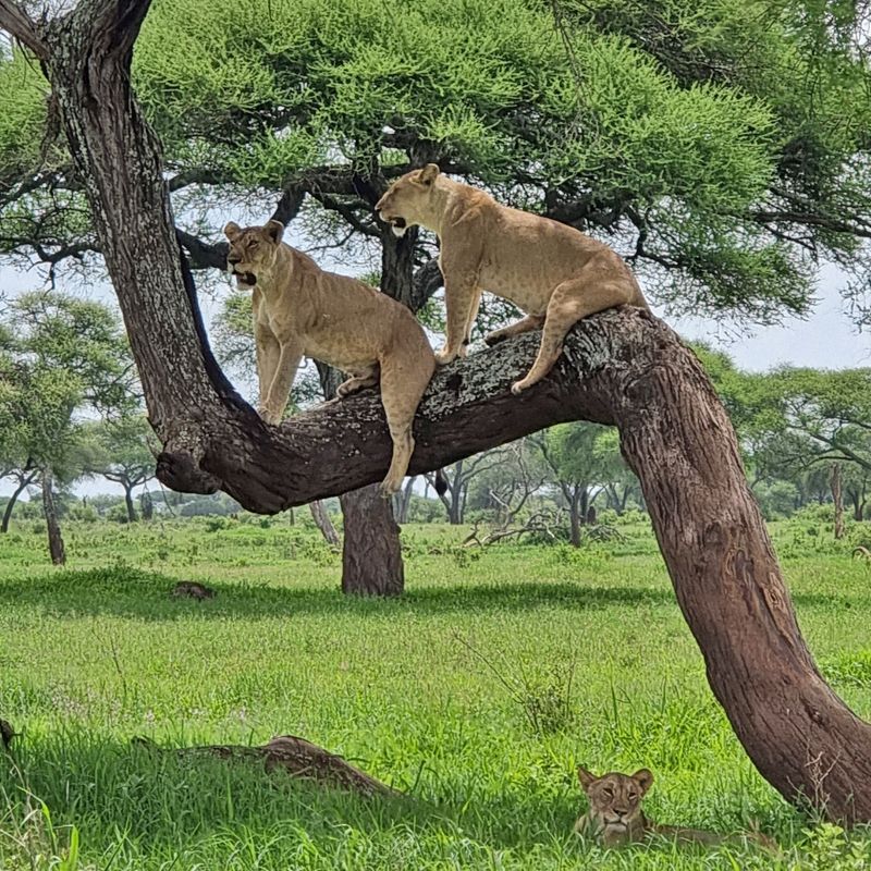 Gaze upon a rare and awe-inspiring sight as two lions rest on a tree branch during a walking safari in Tanzania’s Tarangire National Park. This striking photograph captures the power and elegance of these iconic predators elevated above the savannah, set against Tarangire’s distinctive landscape of open plains and ancient baobab trees. Encountering lions while on foot offers an intense and deeply respectful connection to the wild, heightening every sound and movement. Tarangire is renowned for its rich wildlife and immersive safari experiences. Inspiration Africa specializes in designing bespoke, tailor-made journeys that deliver authentic walking safaris and extraordinary wildlife encounters across Africa’s most remarkable destinations.
