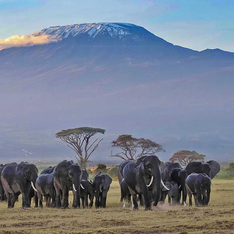 A herd of elephants walks gracefully across the savannah, with the majestic Mount Kilimanjaro rising in the backdrop, creating a breathtaking scene of wildlife and natural beauty.