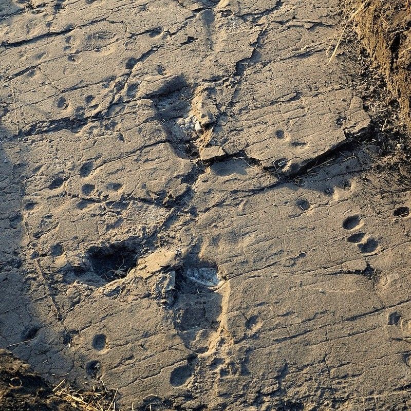 The ancient Laetoli footprints in Tanzania are captured in this powerful travel photograph, showcasing one of the world’s most important paleoanthropological discoveries. Preserved in volcanic ash and dating back over 3.6 million years, these fossilized footprints provide extraordinary evidence of early human ancestors walking upright. Located in the Ngorongoro Conservation Area, the site offers a rare glimpse into the origins of humanity and Africa’s central role in human evolution. Ideal for history enthusiasts, scientists, and cultural travelers, Laetoli represents a profound connection to our shared past. Inspiration Africa specializes in bespoke, tailor-made journeys to Tanzania and across Africa, crafting authentic travel experiences that bring legendary archaeological sites and human history to life.
