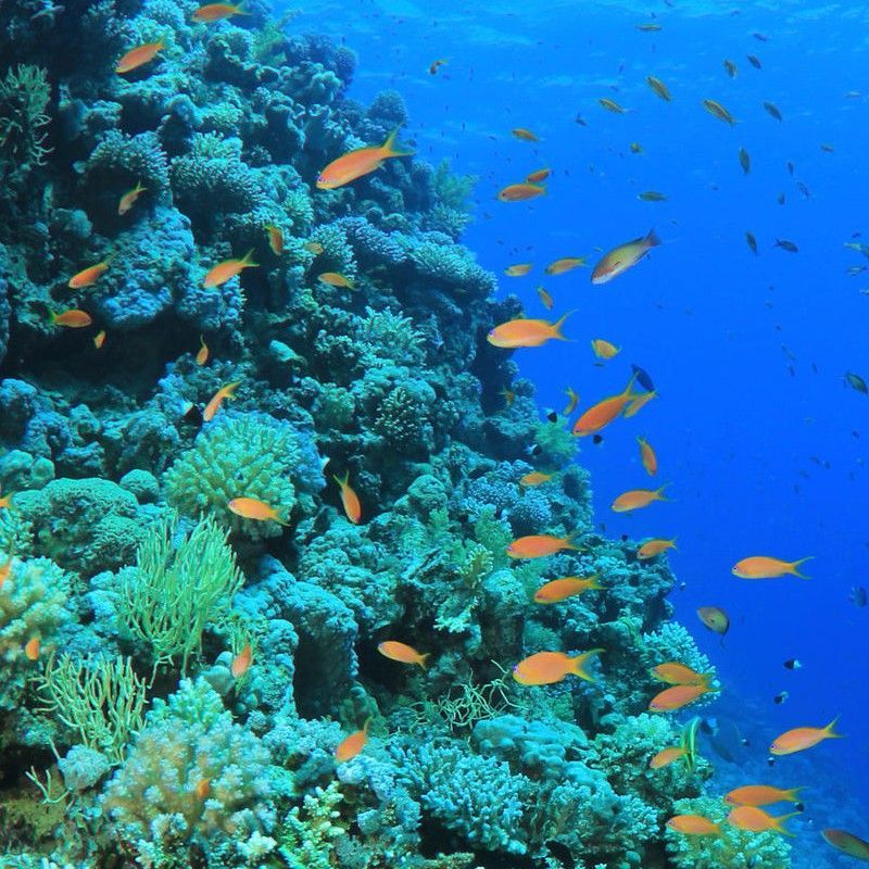 A scuba diver glides through the turquoise blue waters off Zanzibar, Tanzania, surrounded by a vibrant array of tropical fish in this captivating underwater travel photograph. Colorful reef fish dart among coral formations, highlighting the richness and diversity of Zanzibar’s marine ecosystems. Renowned for its warm, clear waters and healthy reefs, Zanzibar offers exceptional diving and snorkeling experiences for enthusiasts of all levels. Ideal for divers, marine wildlife lovers, and underwater photographers, this scene captures the beauty, serenity, and energy of the Indian Ocean’s tropical underwater world. Inspiration Africa specializes in bespoke, tailor-made journeys to Zanzibar and across Africa, crafting immersive marine adventures and unforgettable underwater experiences in extraordinary coastal destinations.