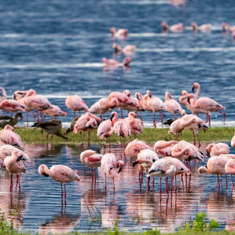 Gaze upon a stunning flock of flamingos gathered on a lake within Tanzania’s Ngorongoro Crater. This captivating photograph highlights the soft pink hues of the birds reflected in the water, set against the dramatic backdrop of the world’s largest intact volcanic caldera. The scene showcases the rich biodiversity of this UNESCO World Heritage Site, where abundant wildlife thrives alongside breathtaking landscapes. Observing flamingos in the Ngorongoro Crater offers a serene and unforgettable safari experience. Inspiration Africa specializes in crafting bespoke, tailor-made journeys that combine extraordinary wildlife encounters with Africa’s most iconic natural destinations.
