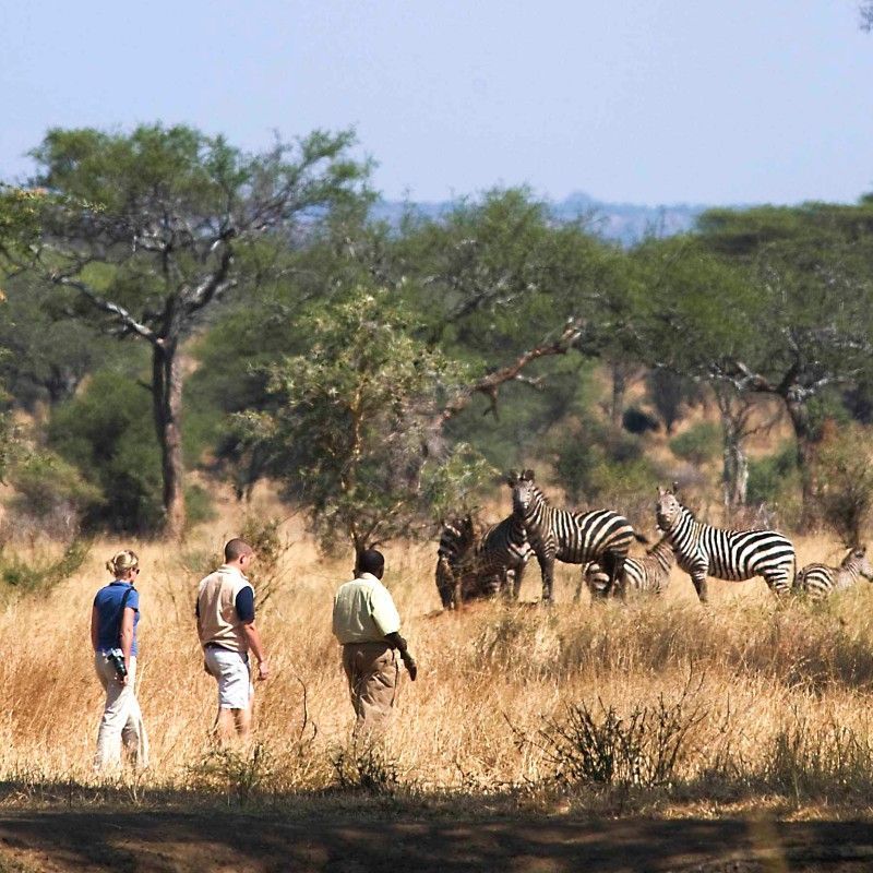 Gaze upon a memorable encounter with zebras during a walking safari in Tanzania’s Tarangire National Park. This evocative photograph captures the striking black-and-white patterns of a zebra herd observed on foot, set against Tarangire’s open savannah and iconic baobab-dotted landscapes. Walking safaris offer a deeper, more immersive way to experience wildlife, allowing travelers to connect with nature at a slower, more intimate pace. Observing zebras in their natural habitat highlights the beauty and balance of Tanzania’s ecosystems. Inspiration Africa specializes in designing bespoke, tailor-made journeys that deliver authentic walking safaris and extraordinary wildlife encounters across Africa’s most remarkable destinations.
