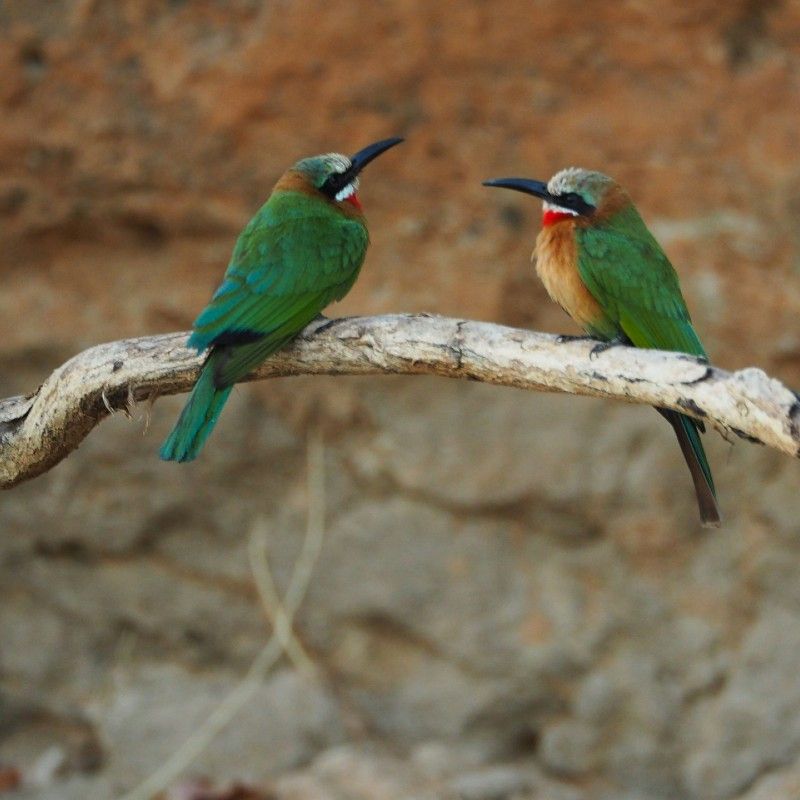 Green kingfishers perched on a branch by the river