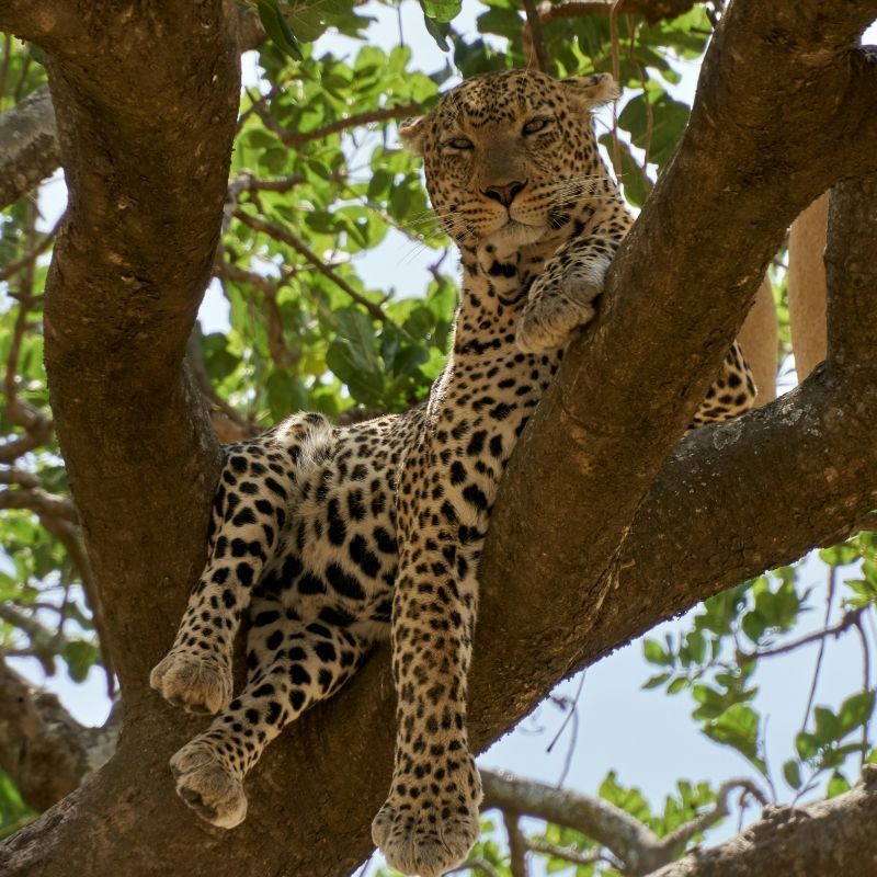 In Tanzania's national parks, leopards often rest in trees, their sleek bodies draped over branches. This iconic sight showcases their agility and offers a striking contrast against the golden landscape below.