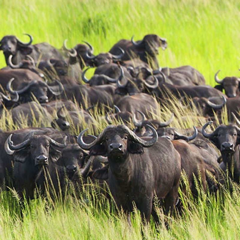 Wildebeest crossing the Mara river into the Serengeti during the migration