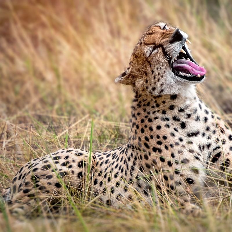 This striking image captures a cheetah yawning—or perhaps growling—with its mouth wide open, revealing sharp teeth in a dramatic moment of raw beauty. Partially hidden in the tall grasses of the Tanzanian savannah, the scene blends power, elegance, and stealth. Tanzania is one of the best places in Africa to see cheetahs in the wild, especially in Serengeti National Park and Ruaha National Park. Inspiration Africa organizes tailor-made safaris across Tanzania, offering expertly guided game drives in prime cheetah territory. Experience Tanzania’s wild side with unforgettable moments crafted by the travel specialists at Inspiration Africa.