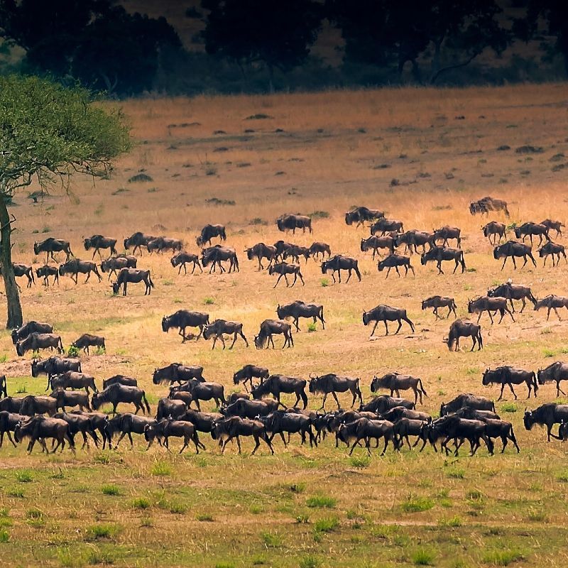 Wildebeest migration in the Serengeti National Park