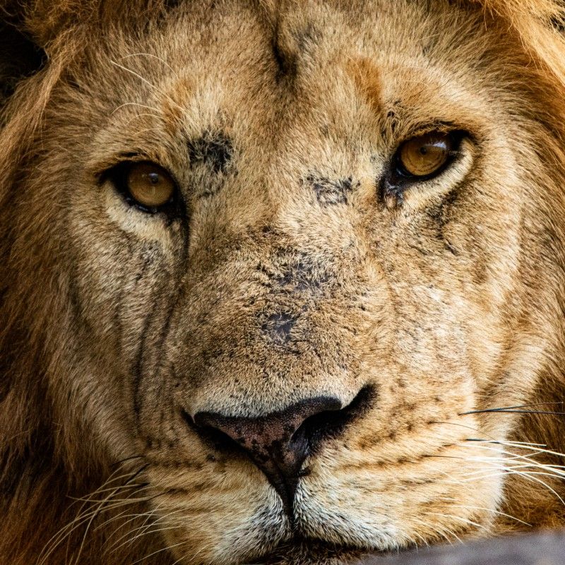 A powerful close-up portrait of a lion’s face is captured during a photographic safari in Serengeti National Park, Tanzania. The intense gaze, textured mane, and weathered features reveal the strength, authority, and character of Africa’s most iconic predator. Set within the vast savannahs of the Serengeti, this image reflects one of the world’s premier safari destinations, renowned for exceptional big cat sightings and unparalleled wildlife photography. Ideal for photographers, wildlife enthusiasts, and safari travelers, this moment embodies the raw beauty and drama of East Africa’s wilderness. Inspiration Africa specializes in bespoke, tailor-made photographic safaris to Tanzania and across Africa, crafting expertly guided journeys that deliver unforgettable close encounters and extraordinary photographic opportunities.
