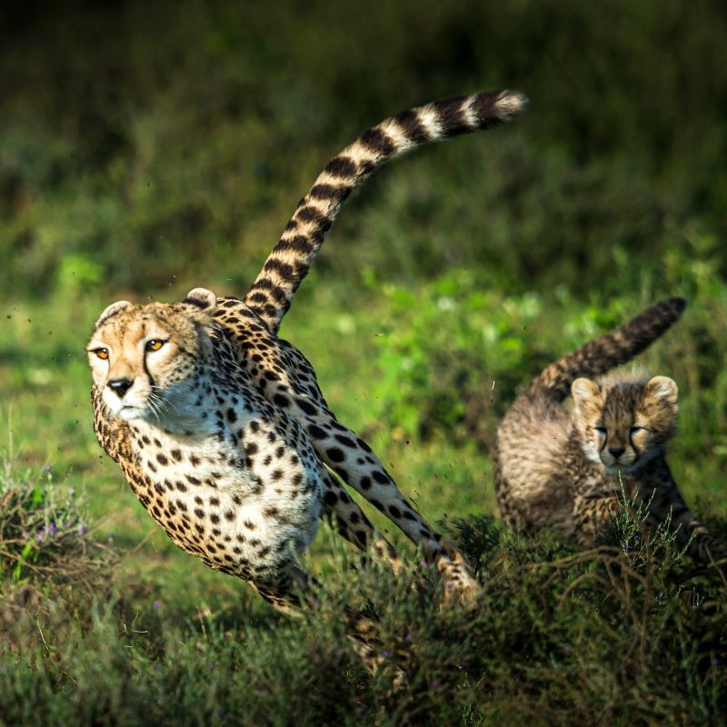 A cheetah and two cubs are running through a grassy field.