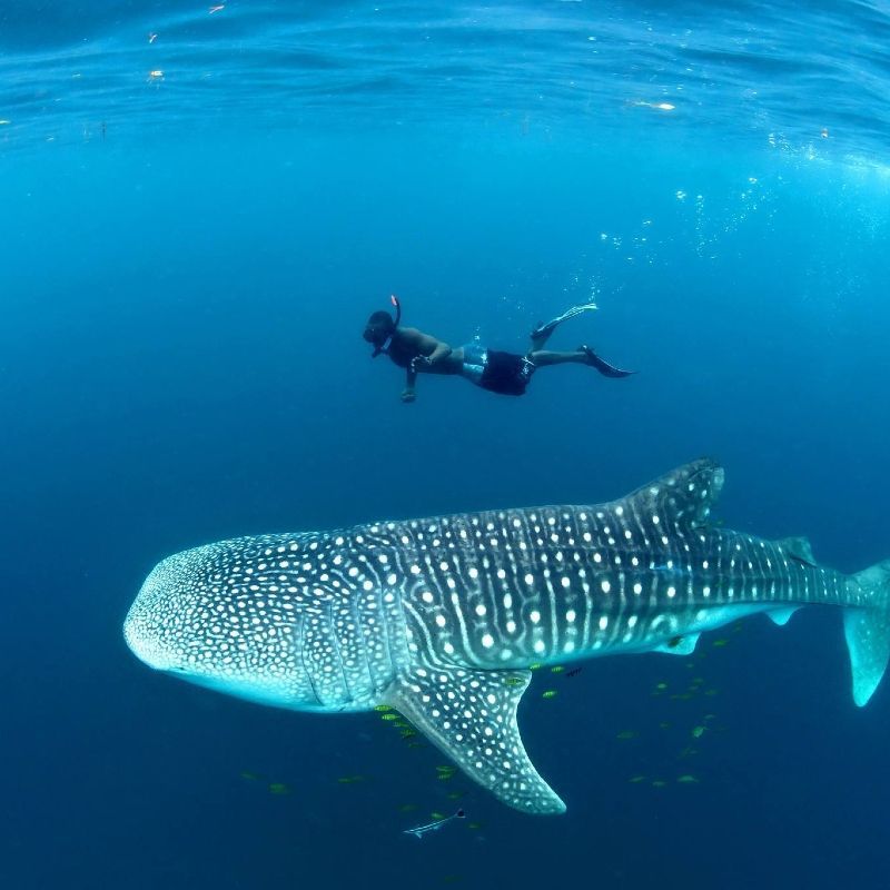 Whale shark diving of Mafia Island