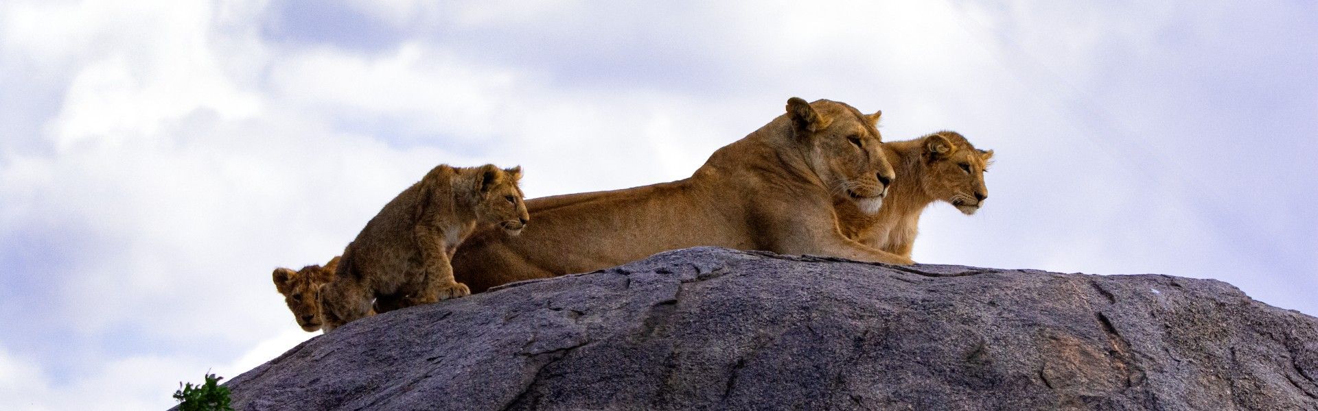 A family of lions lounges atop a sunlit kopje in Serengeti National Park, Tanzania, captured in this iconic wildlife travel photograph. The golden savannah stretches into the distance, while the elevated rocky outcrop provides a perfect vantage point for the pride to rest and survey their territory. Serengeti National Park, renowned for its abundant wildlife and dramatic landscapes, offers unforgettable safari experiences, from predator encounters to the vast plains of Africa’s most famous park. Ideal for wildlife enthusiasts, photographers, and adventure travelers, this scene captures the majesty and natural behavior of lions in their wild habitat. Inspiration Africa specializes in bespoke, tailor-made safaris across Tanzania and Africa, crafting authentic, immersive wildlife experiences in extraordinary destinations.
