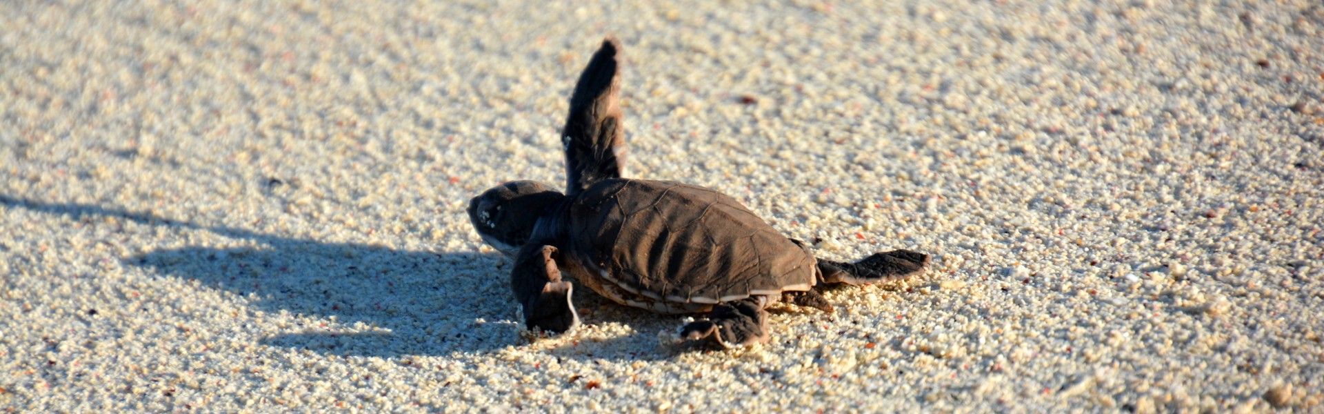 Certainly — here’s a polished, SEO-friendly alt text in the same style:

A baby sea turtle making its way across the sandy beach of Mafia Island, Tanzania, toward the Indian Ocean is captured in this intimate travel photograph, taken during a guided turtle watching experience. The tiny hatchling leaves delicate tracks in the sand as soft natural light illuminates the shoreline and gentle waves beyond. The pristine beach and turquoise waters create a serene backdrop, highlighting Mafia Island’s important marine conservation efforts and unspoiled coastal beauty. The scene conveys vulnerability, hope, and connection with nature in one of Tanzania’s most remarkable island destinations. Inspiration Africa curates bespoke, tailor-made journeys to Tanzania and across Africa, combining meaningful wildlife encounters with immersive island and conservation-focused experiences.
