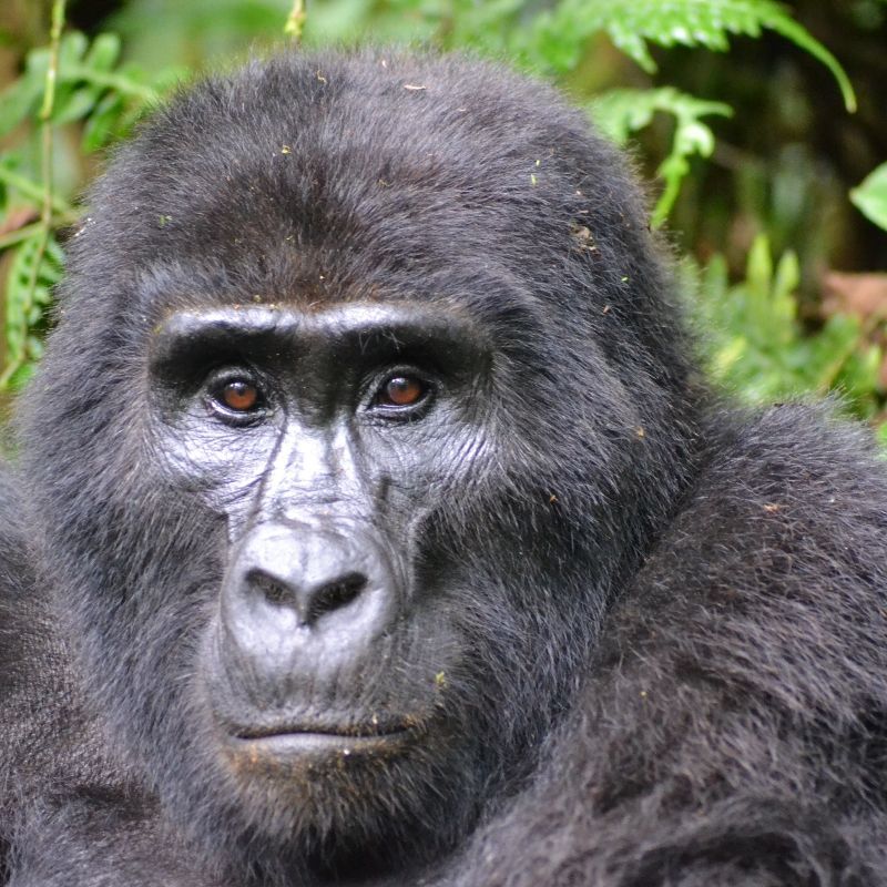 Encounter the soulful gaze of a mountain gorilla deep within Bwindi Impenetrable Forest, Uganda—one of Africa’s most biodiverse and atmospheric wildlife havens. This captivating image shows the gorilla nestled among dense foliage, its rich, expressive features emerging from the shadows of ancient rainforest. Trekking through Bwindi’s rugged terrain offers an ethical and intimate opportunity to observe habituated gorilla families in a setting that feels both mystical and untouched.
Inspiration Africa creates tailor-made gorilla trekking journeys to Bwindi, ensuring an unforgettable experience with Uganda’s remarkable mountain gorillas in the heart of this iconic UNESCO World Heritage Site.