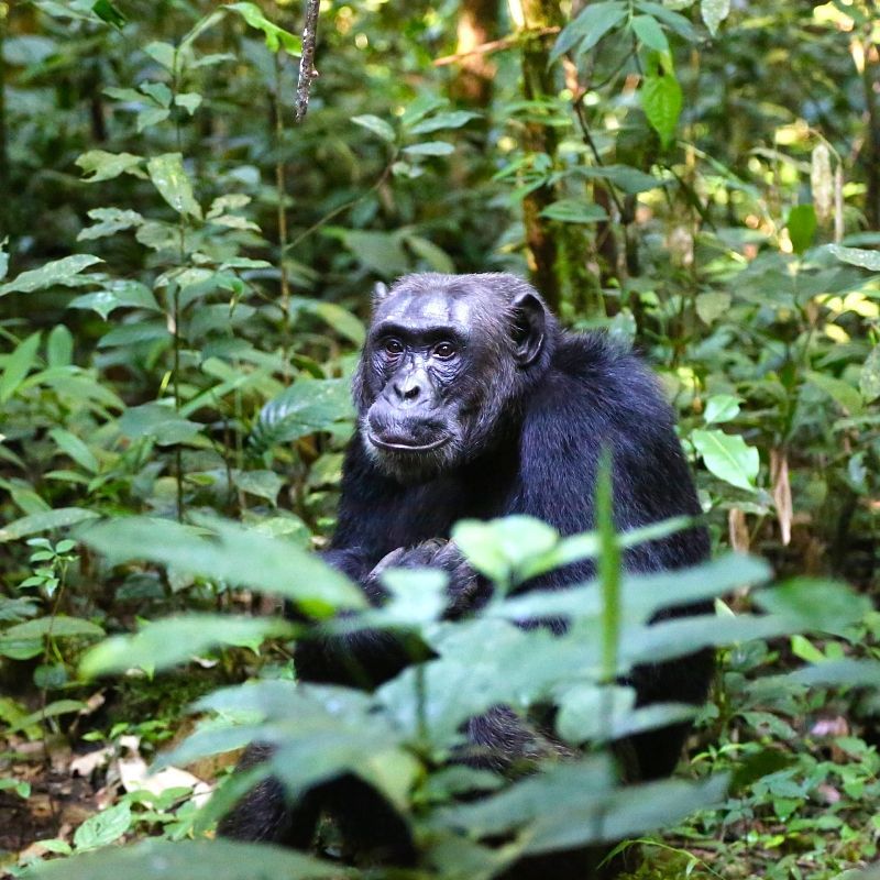 Kibale National Park, often called the “primate capital of the world,” is the most popular destination for chimpanzee tracking. Guided treks allow visitors to observe their behaviors, including foraging, grooming, and vocalizing in complex social groups. Budongo Forest, near Murchison Falls National Park, and Kyambura Gorge, in Queen Elizabeth National Park, also offer opportunities to see chimpanzees, each location providing a unique backdrop for the experience.