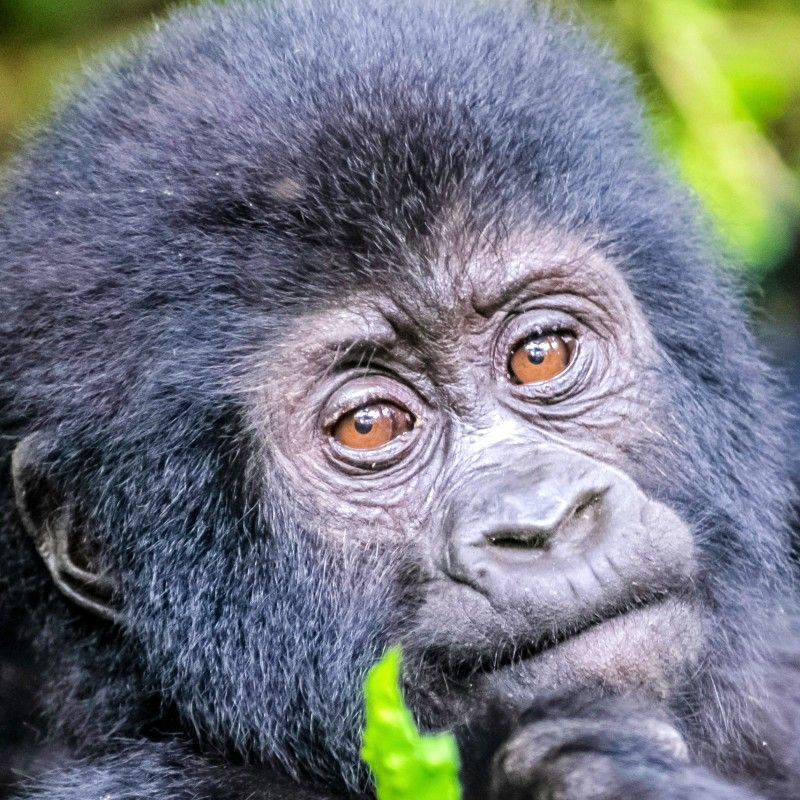Encounter a fascinating primate face-to-face in Uganda's Kibale National Park, the 