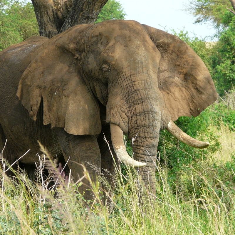 Spot the Big Five and other wildlife, including lions, elephants, and hippos, on guided game drives.