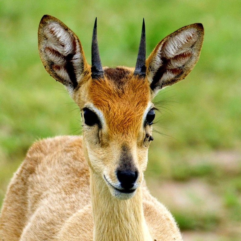 Gaze upon a delicate and memorable encounter with a small antelope during a walking safari in Uganda’s Murchison Falls National Park. This evocative photograph captures the graceful animal observed on foot, set against the park’s savannah and riverine landscapes. Walking safaris offer an intimate way to experience wildlife, revealing the subtle beauty of lesser-seen species alongside iconic animals. Murchison Falls is renowned for its diverse ecosystems and rich wildlife, making such encounters especially rewarding. Inspiration Africa specializes in designing bespoke, tailor-made journeys that deliver authentic walking safaris and extraordinary wildlife experiences across Africa’s most remarkable destinations.
