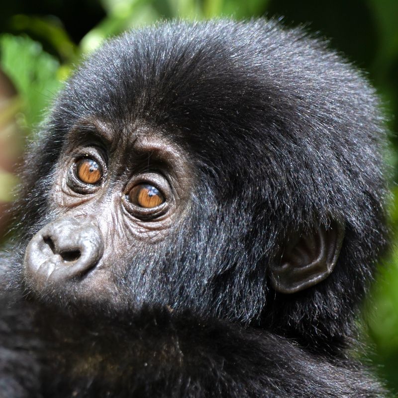 Giraffes huddled in the middle of the road. Girafes can be sighted in Uganda in the following parks:  Murchison Falls National Park is home to the largest population of Rothschild’s giraffes in the country.
Open savannahs and riverbanks make sightings easy and frequent. Kidepo Valley National Park is a remote and less-visited, but offers incredible giraffe sightings in a wild setting. Also offering sweeping savannah landscapes and fewer crowds.