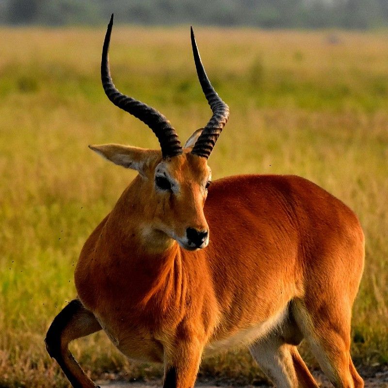 Gaze upon a graceful antelope encountered during a walking safari in Uganda’s Queen Elizabeth National Park. This evocative photograph captures the animal observed on foot within the park’s diverse landscapes of open savannah, crater lakes, and bushland. Walking safaris offer an intimate and immersive way to experience wildlife, revealing the beauty of both iconic and lesser-seen species. Queen Elizabeth National Park is renowned for its rich biodiversity and varied ecosystems, making such encounters especially rewarding. Inspiration Africa specializes in designing bespoke, tailor-made journeys that deliver authentic walking safaris and extraordinary wildlife experiences across Africa’s most remarkable destinations.
