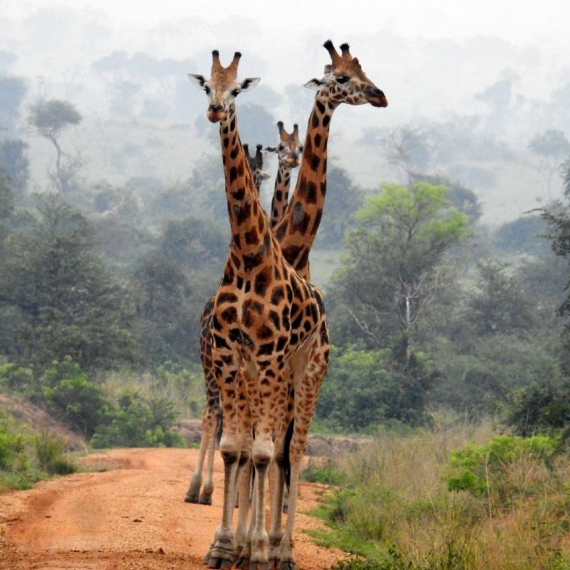 Gaze upon a graceful group of giraffes in the lush landscapes of Uganda, captured in this striking wildlife photograph. The elegant animals stretch their long necks against a backdrop of green savannah and scattered acacia trees, highlighting their distinctive patterns and gentle presence. Observing giraffes in the wild offers a serene and unforgettable connection to Africa’s iconic wildlife. Uganda’s rich biodiversity and scenic landscapes make such encounters especially memorable for nature lovers and photographers alike. Inspiration Africa specializes in designing bespoke, tailor-made journeys that deliver extraordinary wildlife experiences across Africa’s most remarkable destinations.

