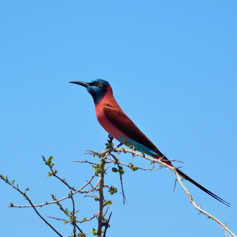 This striking image captures a Carmine Bee-eater, perched on a tree and glowing with vivid pink and turquoise feathers—a true burst of color against the Ugandan landscape. These eye-catching birds are often seen near Murchison Falls and along riverbanks in northern Uganda, especially during the breeding season. Known for their aerial acrobatics and vibrant plumage, they’re a favorite among birdwatchers and photographers. Inspiration Africa organizes tailor-made travel to Uganda, including birding safaris to top locations where Carmine Bee-eaters and hundreds of other species thrive. Discover Uganda’s spectacular birdlife with expertly guided, customized journeys from Inspiration Africa.