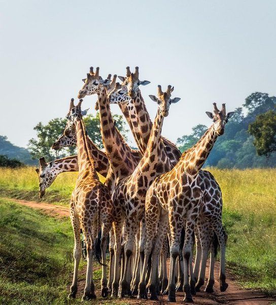 A classic safari moment in Uganda: a group of giraffes stands entwined in the middle of a dusty road, pausing as if posing for the camera. Scenes like this await in Uganda’s remote parks, where wildlife encounters often happen without another vehicle in sight. Inspiration Africa organizes tailor-made travel to Uganda, offering intimate safari experiences that bring you closer to the rhythms of nature. Whether exploring savannahs, tracking primates, or witnessing moments like this, Uganda invites travelers seeking authenticity and space. Travel with us to discover a different side of African safari, far from the crowds.
